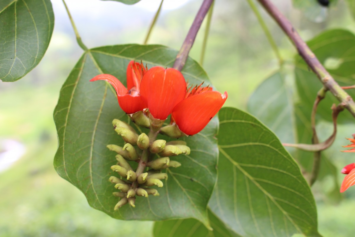 Erythrina subumbrans (Hassk.) Merr.